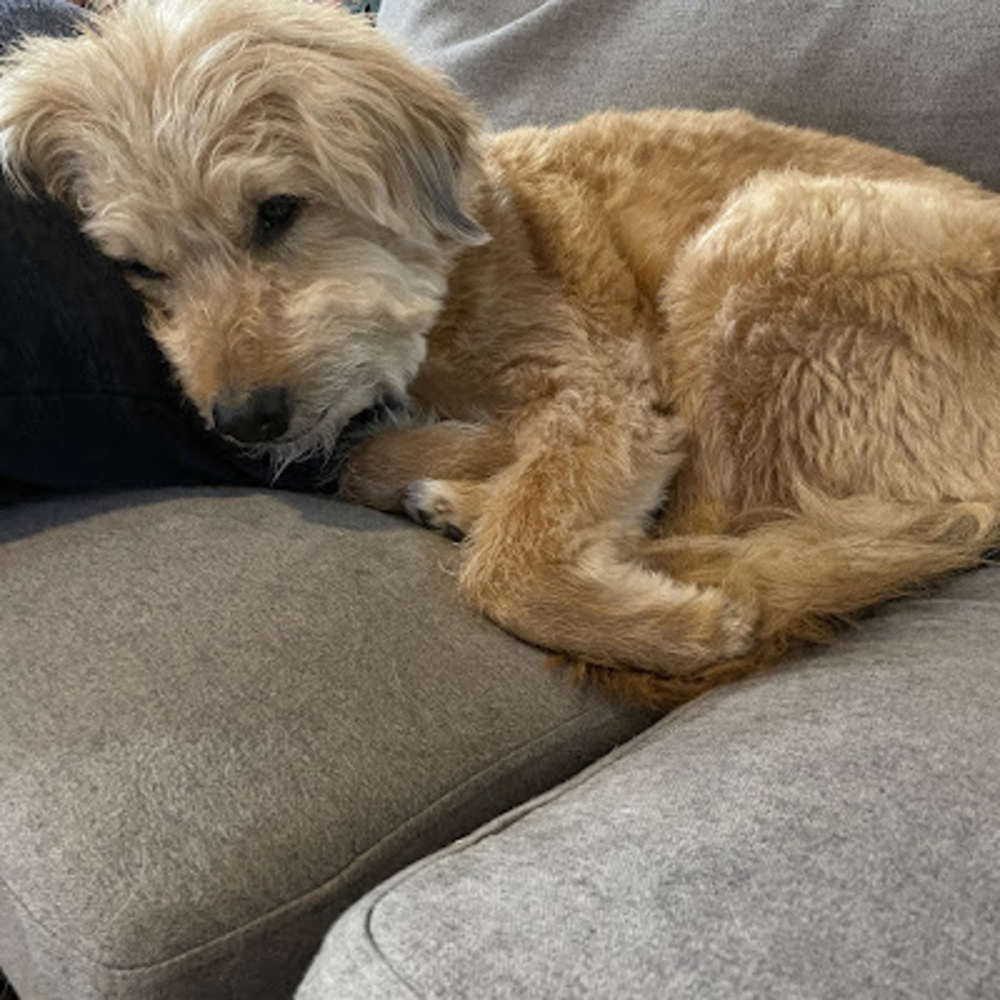 Meet your Posher, Rachel